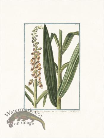 Bonelli 186 Foxglove